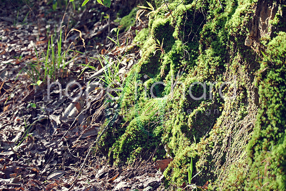 DSC_6256 copy