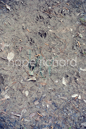 DSC_6229 copy