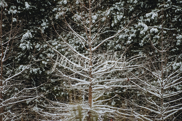 _DSC8976