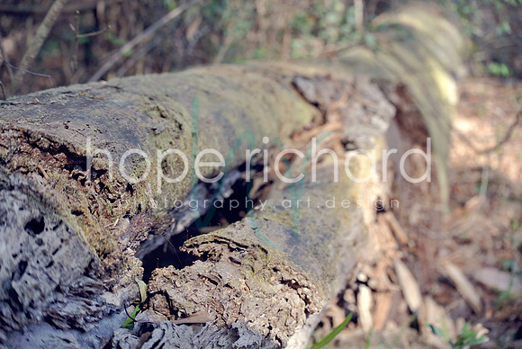 DSC_6264 copy