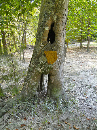 Keebler Elf Tree