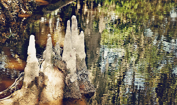 Cypress Knees