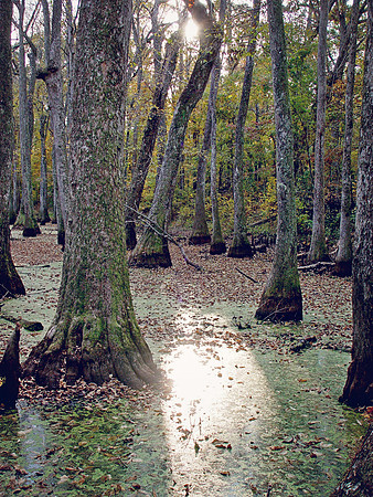 Cypress Swamp3