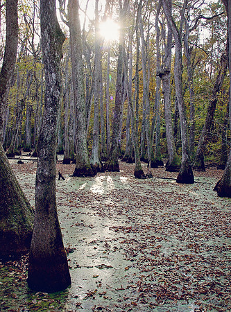 Cypress Swamp4