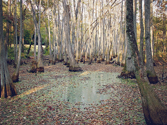 Cypress Swamp1
