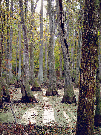 Cypress Swamp2