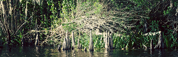Cypress Knees II