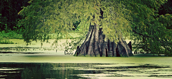 Giant Cypress