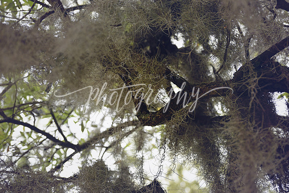_DSC5346 copy