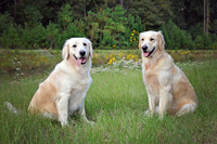 Golden Girl Images