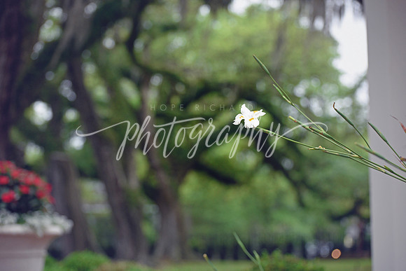 _DSC5354 copy