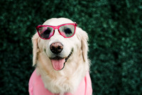 Knock Around Sunglasses