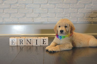 Ernie B