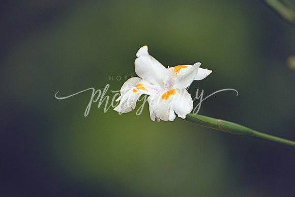 _DSC5355 copy