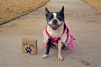 TB Paws on the Pavers 2016