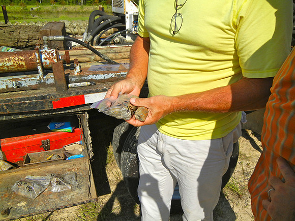 Soil Samples