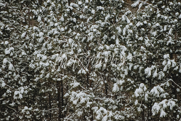 _DSC8959