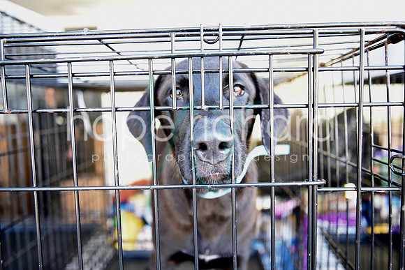 DSC_0170