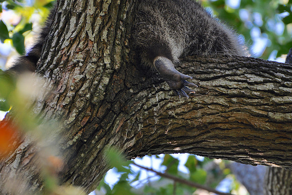 DSC_0595