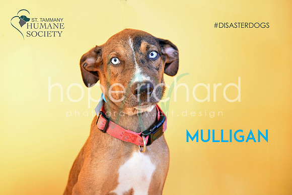 Mulligan