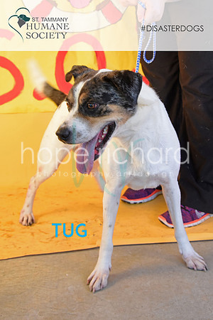 Tug