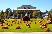 TB Pumpkins in the Parc 2014