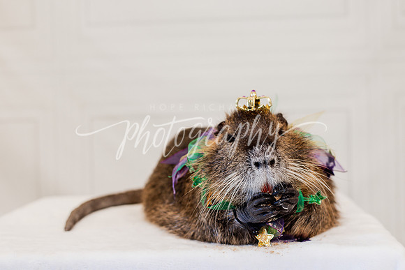 _DSC9252