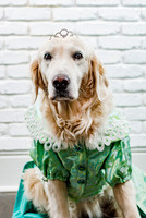PAWject Runway Images