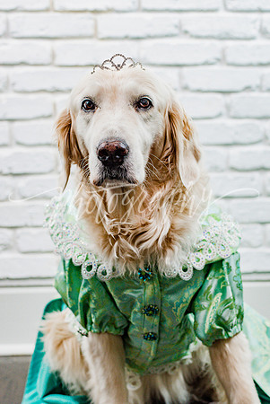 London Pawject Runway
