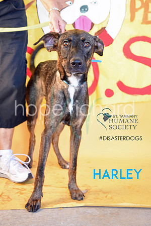 Harley