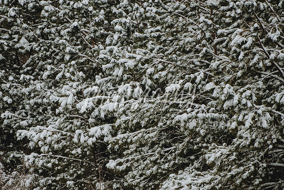 _DSC8985