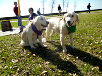 Mardi Paws 2013
